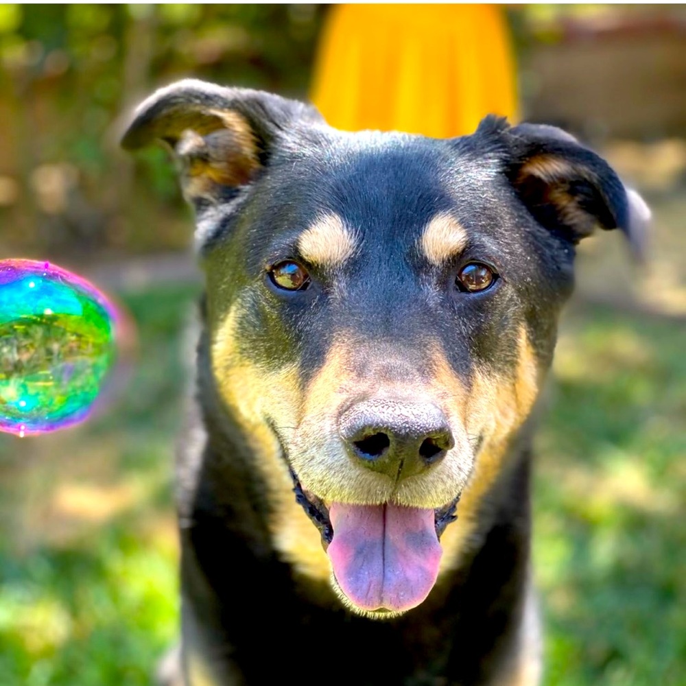 Meet your Posher, Nick